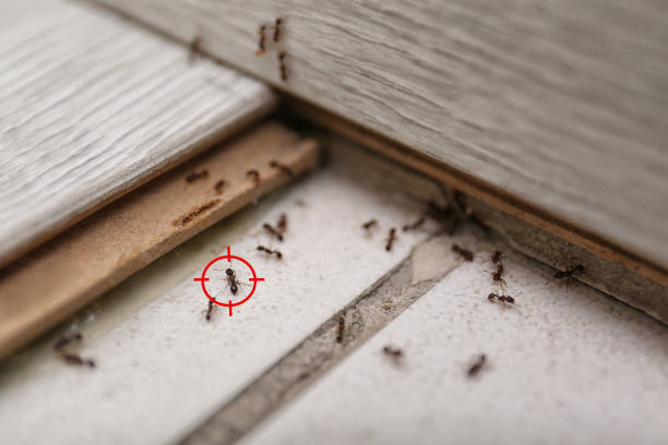 Professional Pest Control in Benton Harbor, MI